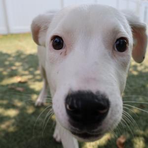 Casper, Mixed Breed (Medium), puppy, available for adoption
