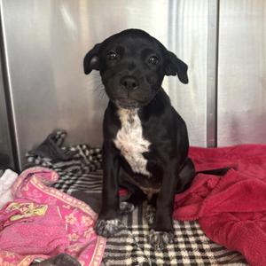 Lexi, Mixed Breed (Medium), puppy, available for adoption