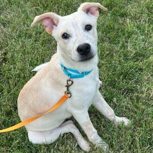 Pearl, Mixed Breed (Medium), puppy, available for adoption