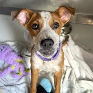 Pumpkin Spice, Mixed Breed (Medium), puppy, available for adoption