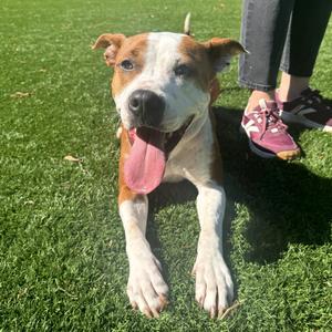 Rebel, Mixed Breed (Medium), adult, available for adoption
