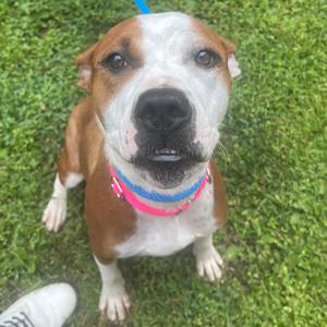 Rebel, Mixed Breed (Medium), adult, available for adoption