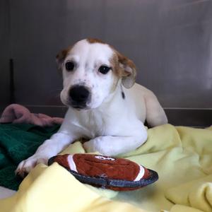 Oliver, Mixed Breed (Medium), puppy, available for adoption