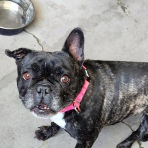 Reba, Bulldog, French, adult, available for adoption