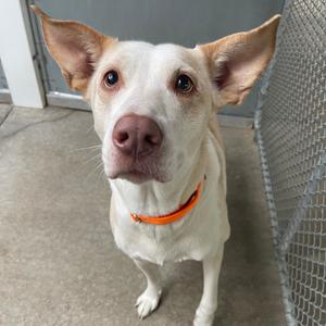 a white dog with large ears and an orange collar