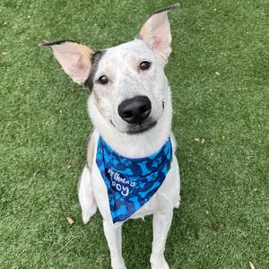 Milo, Mixed Breed (Large), adult, available for adoption