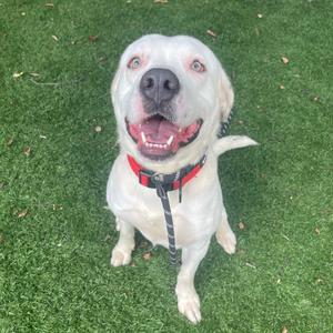 A white dog with a red collar sitting on green grass, looking up with a happy expression.