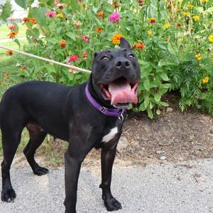 Chappell Bones, Mixed Breed (Large), adult, available for adoption
