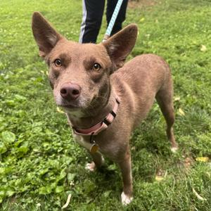 Skye, Mixed Breed (Medium), adult, available for adoption