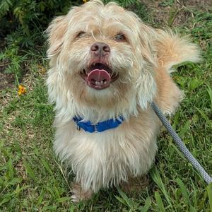 Cooper, Mixed Breed (Small), adult, available for adoption