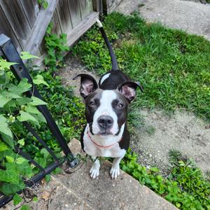 Boise, Mixed Breed (Large), adult, available for adoption