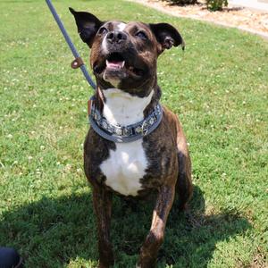 Sienna, Mixed Breed (Medium), adult, available for adoption