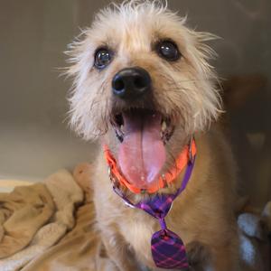 A fluffy dog with a purple and orange tie, its mouth open and tongue out, sitting on a blanket.