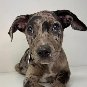 A close-up of a merle-colored puppy with large, expressive eyes and floppy ears, lying on a white surface.