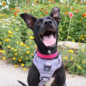 Jade, Mixed Breed (Large), adult, available for adoption