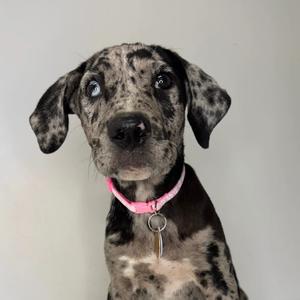 A spotted puppy with a pink collar