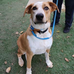 Maddie, Mixed Breed (Medium), available for adoption