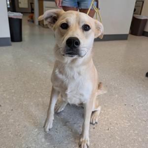 A light-colored dog sitting on a tiled floor, looking directly at the camera.