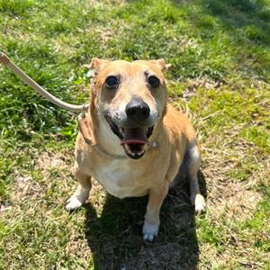 Rudy, Mixed Breed (Small), senior, available for adoption