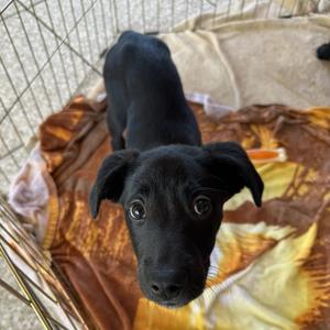 Bruce, Mixed Breed (Medium), puppy, available for adoption