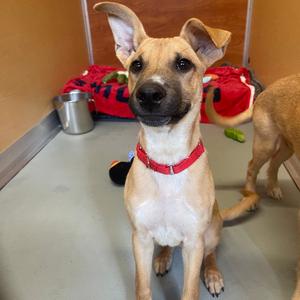 Flops, Mixed Breed (Medium), puppy, available for adoption