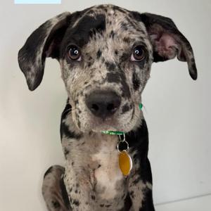 Beau, Mixed Breed (Medium), puppy, available for adoption