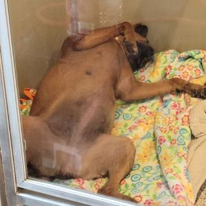 A dog lying on its back on a colorful blanket inside a glass enclosure.