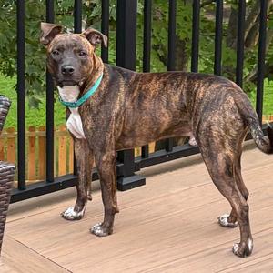 Mikey, Mixed Breed (Medium), adult, available for adoption