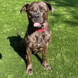 Tank, Mixed Breed (Large), adult, available for adoption