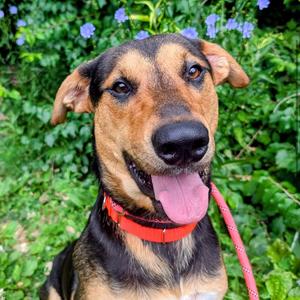 Remi, Mixed Breed (Large), adult, available for adoption