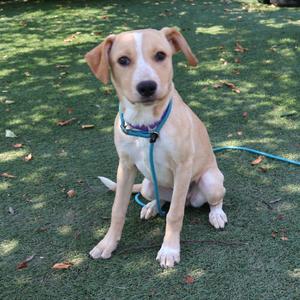 A light brown and white dog sitting on green grass, wearing a blue harness and leash.