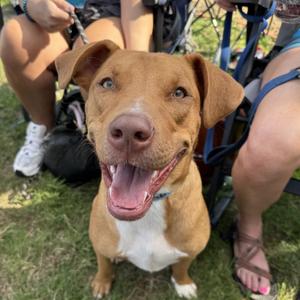 Huck, Mixed Breed (Medium), adult, available for adoption