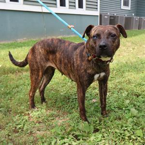 Cinnamon, Mixed Breed (Medium), adult, available for adoption
