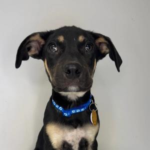 A black and tan puppy with a blue collar, looking directly at the camera.