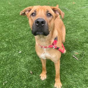 A brown dog with a black nose and a red collar standing on green grass.