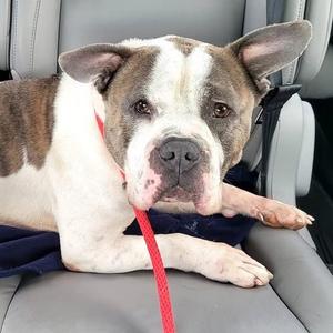 President Snow, Mixed Breed (Medium), adult, available for adoption