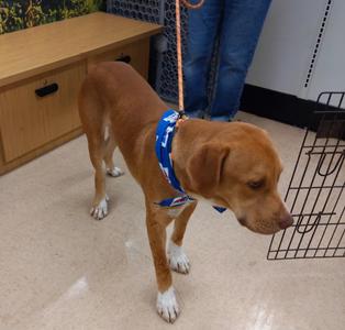 Mr. Pete, Treeing Walker Coonhound / Yellow Labrador Retriever, young, available for adoption