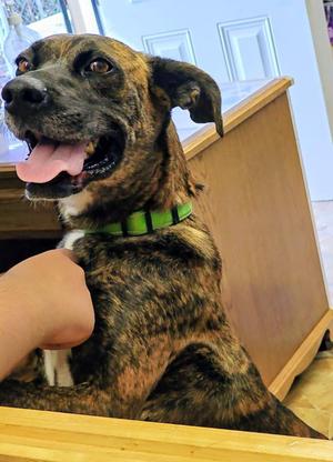 Martha, Boxer / Plott Hound, young, available for adoption