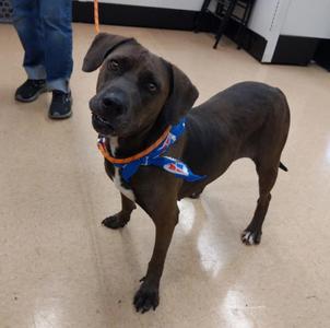 Beau, Terrier / Hound, young, available for adoption