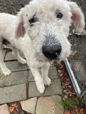 A white, fluffy dog with a shaggy coat standing on a stone path. The dog has a black nose and dark eyes, and its ears are floppy. The background includes some greenery and a metal fence.