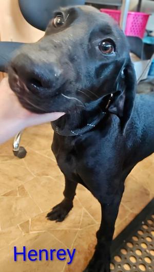 Henrey, Weimaraner / Poodle, puppy, available for adoption