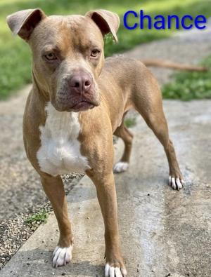 A tan and white pitbull mix dog named Chance standing on a concrete path outdoors.