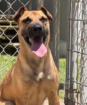 Wallace, Black Mouth Cur / Shepherd, young, available for adoption