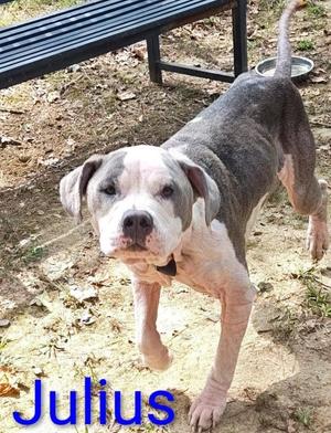 Julius, Pit Bull Terrier, young, available for adoption
