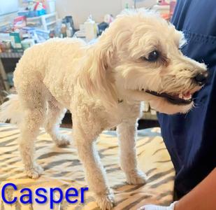 Casper, Miniature Poodle / Schnauzer, young, available for adoption