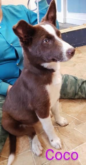 Coco, Border Collie / Labrador Retriever, adult, available for adoption