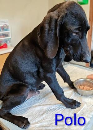 Polo, Weimaraner / Poodle, puppy, available for adoption