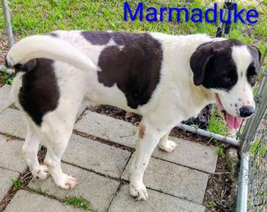 Marmaduke, Great Pyrenees / Labrador Retriever, adult, available for adoption