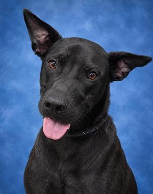 Bruno, Black Labrador Retriever / Australian Cattle Dog / Blue Heeler, young, available for adoption