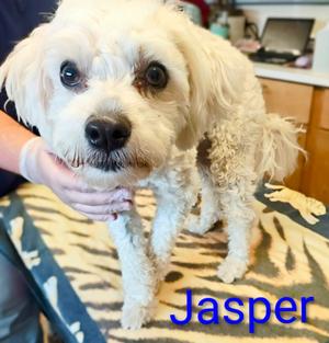 Jasper, Miniature Poodle / Schnauzer, young, available for adoption